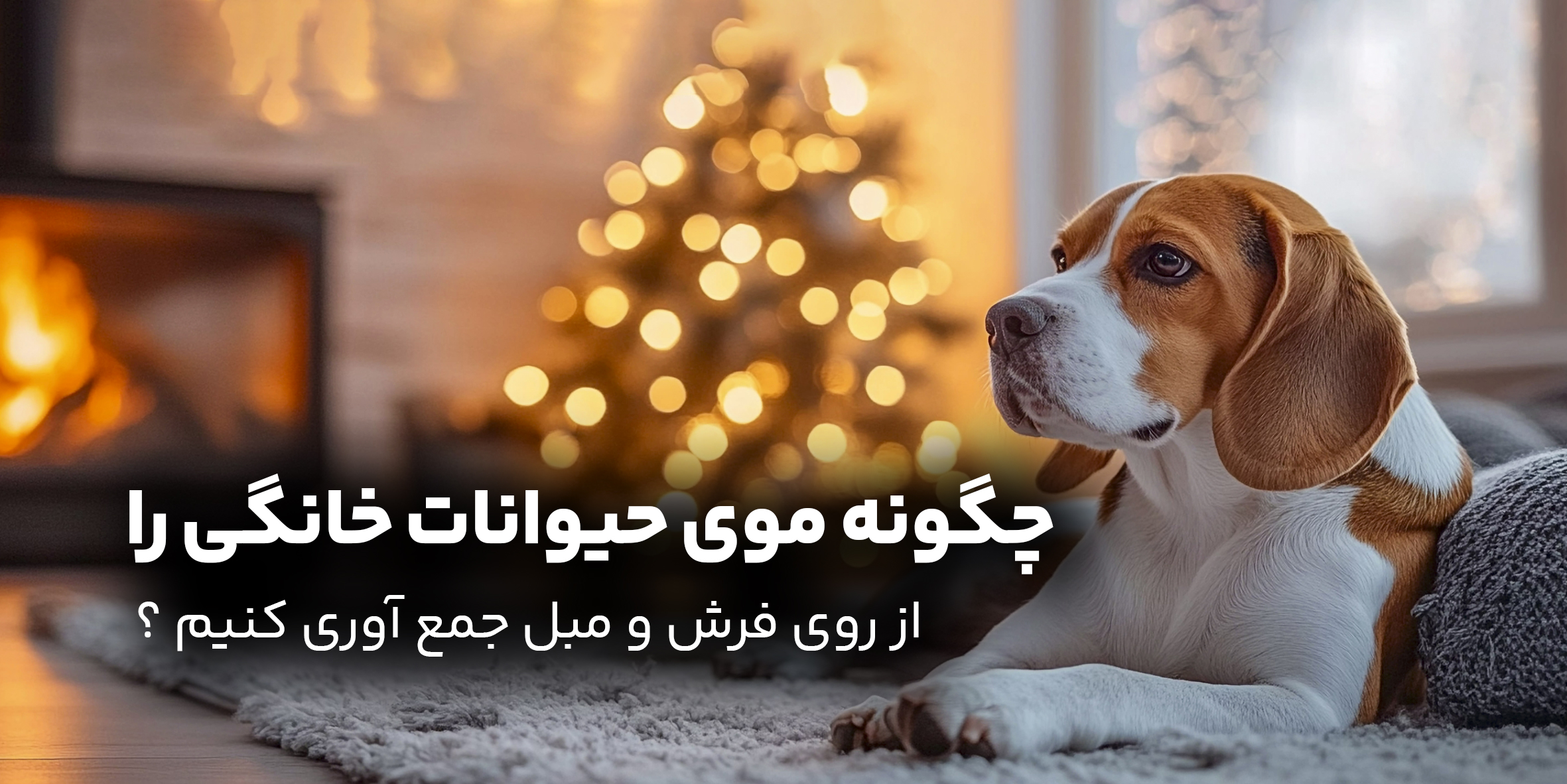 چگونه موی حیوانات خانگی را از روی مبل و فرش جمع کنیم؟